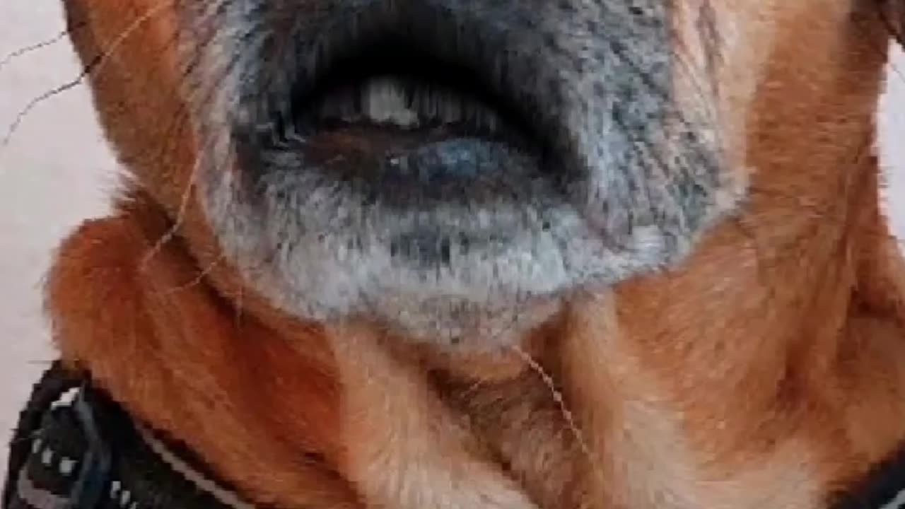 TRUTH PUPS / NEWS Behind the scenes<FULL UPDATE
