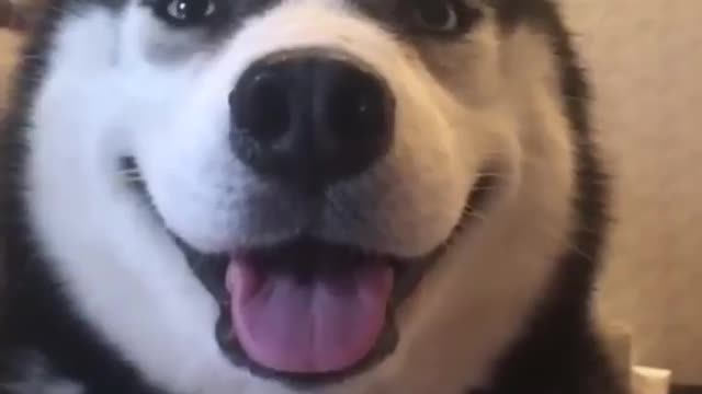 Funniest Siberian Husky Dog Videos 😁😇 Best Funny Animal Videos 2022 😺 Funny Dog Videos 2022 😁