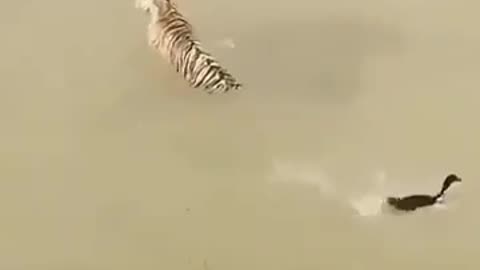 Clever Duck Trolls Tiger