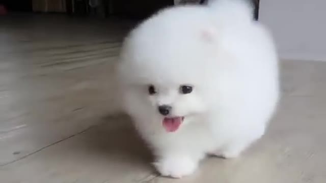 Cute puppy play with him