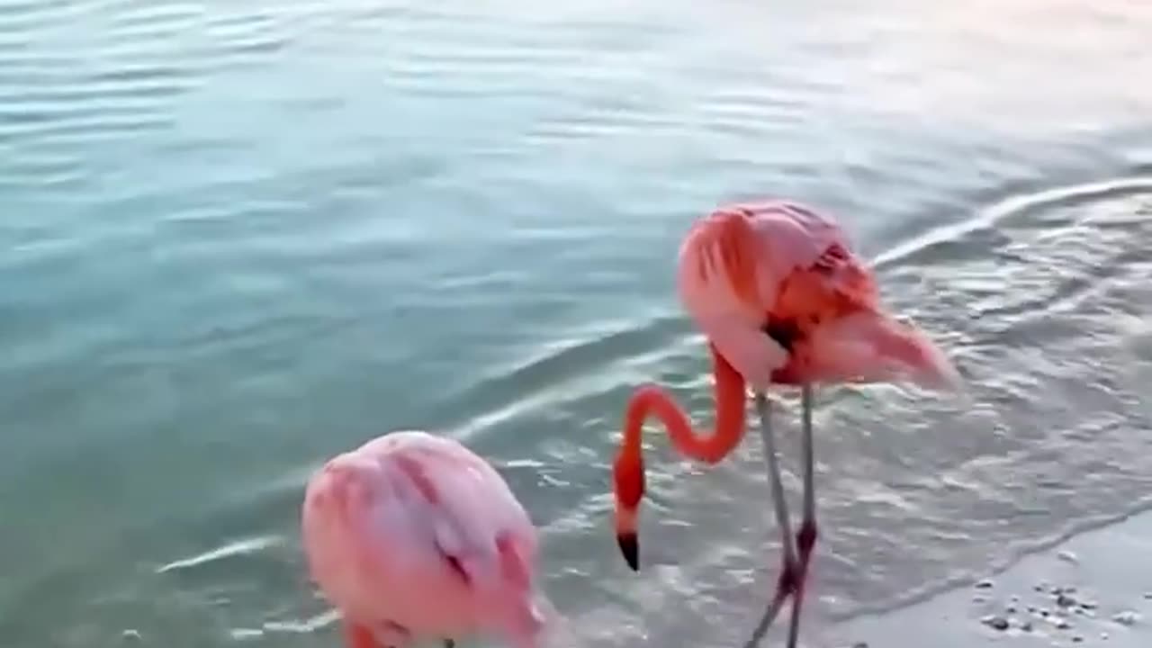 Flamingo dancing