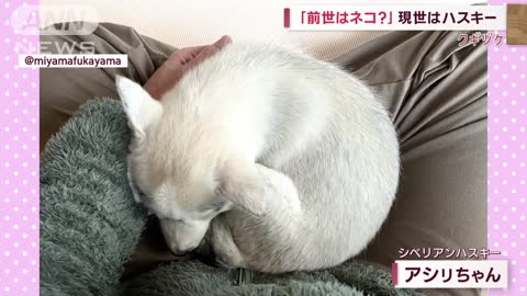 丸まり方がネコの如し！れっきとした犬なんですけど…(2022年11月23日)