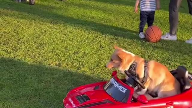 DOG TRIES PARALLEL PARKING