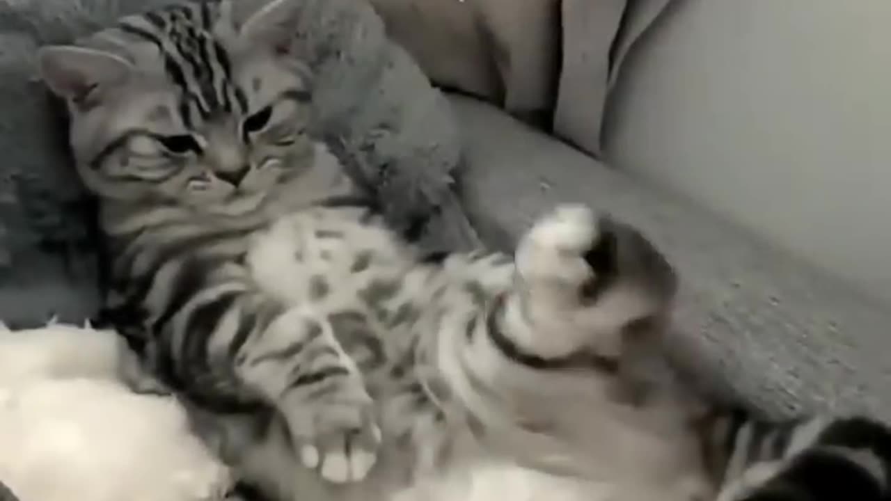 🐱 Funny cat videos | cute cats | Try not to laugh | Cat videos Compilation #shorts 🐈
