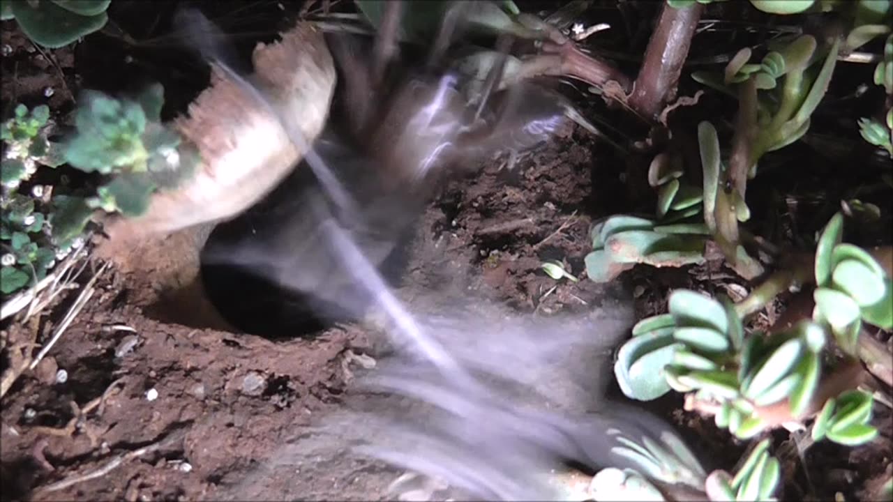 Trapdoor Spider And Wolf Spider Action