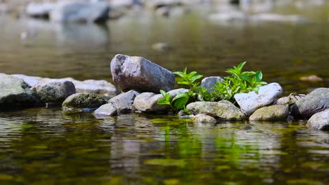 Relaxing sounds of the forest river and wonderful piano music