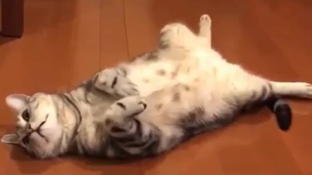 A cat lying on the floor