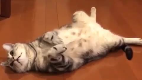 A cat lying on the floor