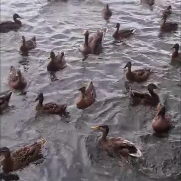 Feeding Wild Ducks