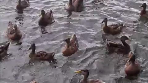 Feeding Wild Ducks