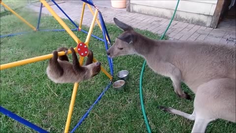 Baby Sloths being Sloths -FUNNIEST VIDEO