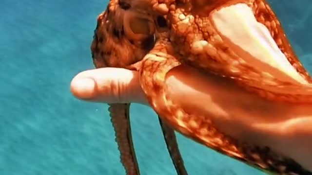 🐙