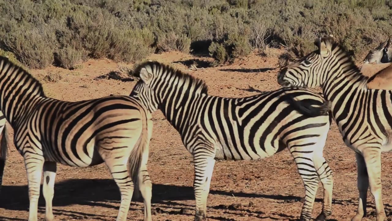 So cute zebra