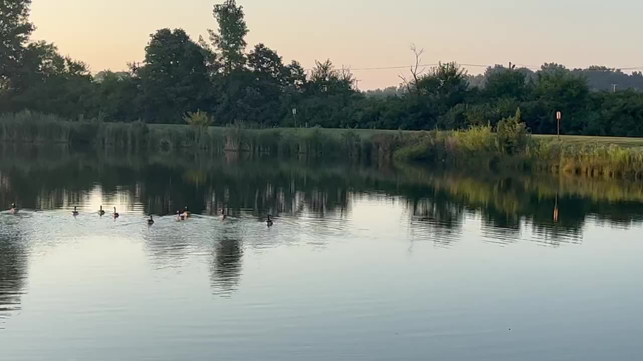 September 3, 2023 - Sunday Morning at 7:42/Geese on a Pond