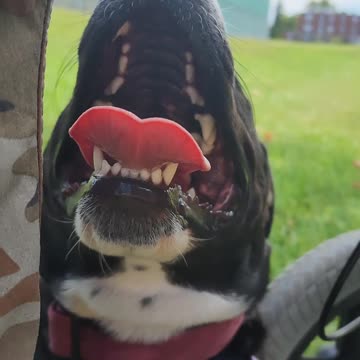 Max got a good workout