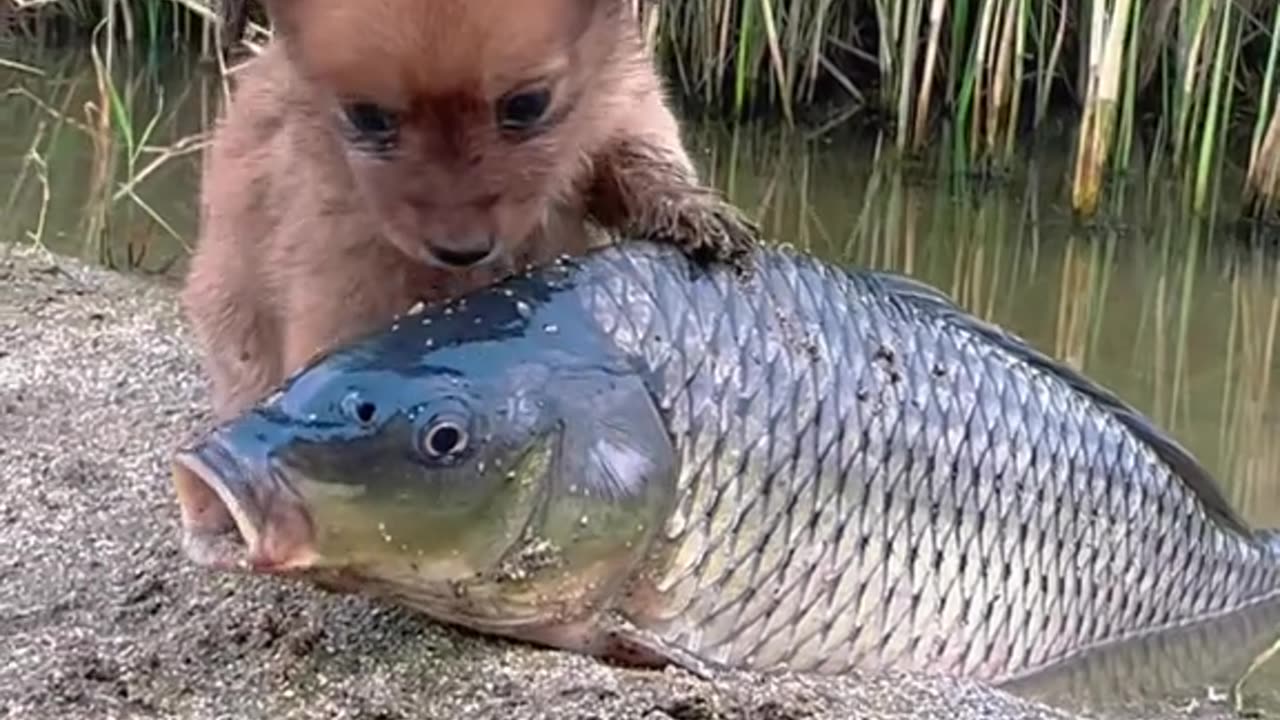 Puppy love fish , friendship