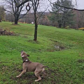 Rumble hanging from rope 1