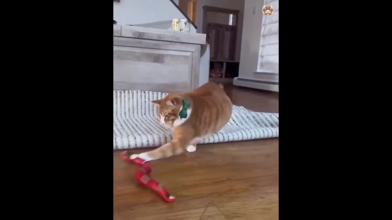 Dogs and Cats Providing Non-Stop Entertainment 🤣🐕😸