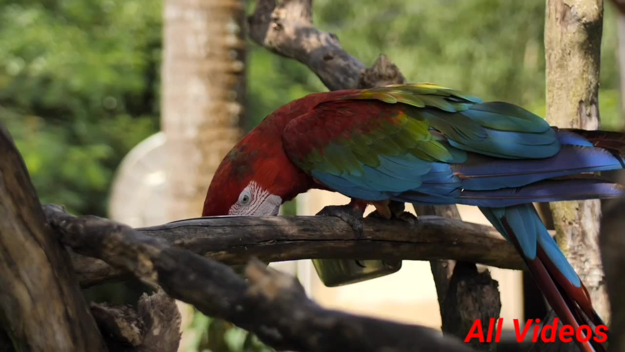 Macaw parrot feeding on a branch