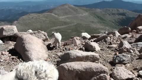 Cute! Baby Mountain Goats climb wall to get to Mama