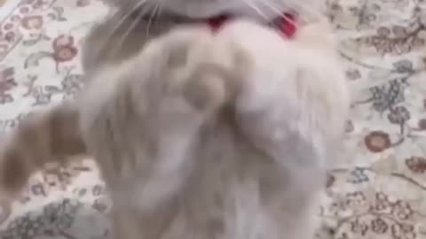 Funny cat