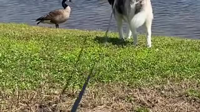 Duck Hunt, But With A Husky...