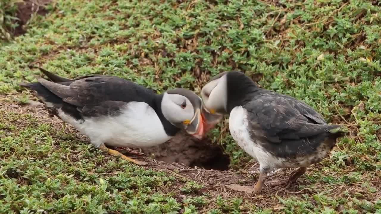 The Restless Puffin