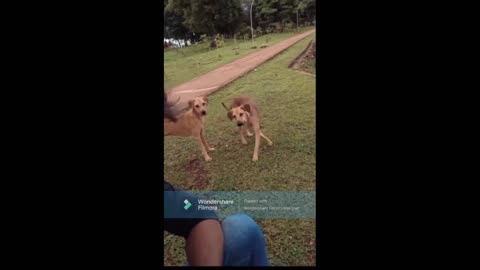 animals funny videos
