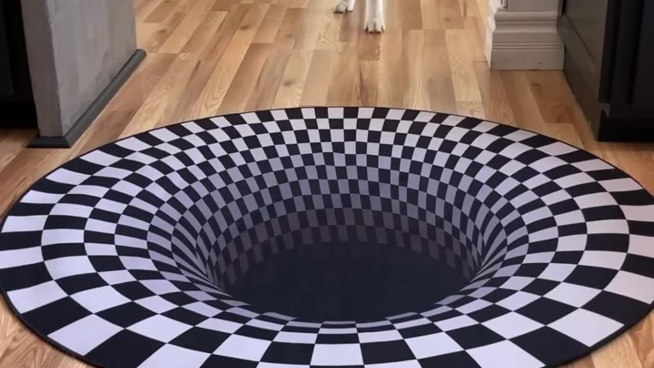 Dog funny reaction to enter optical illusion rug