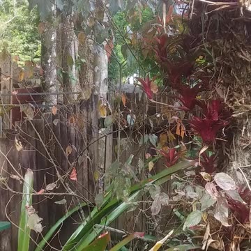 6.11.2024 Out of Control Kuranda (1)