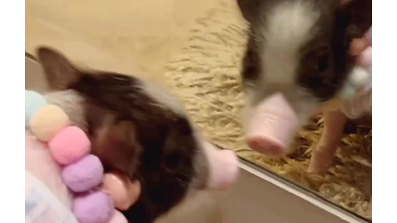 Cute pig status video