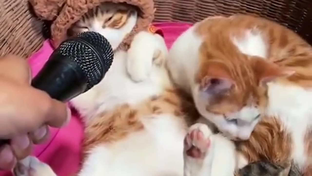 Funny & Cute Cats Compilation