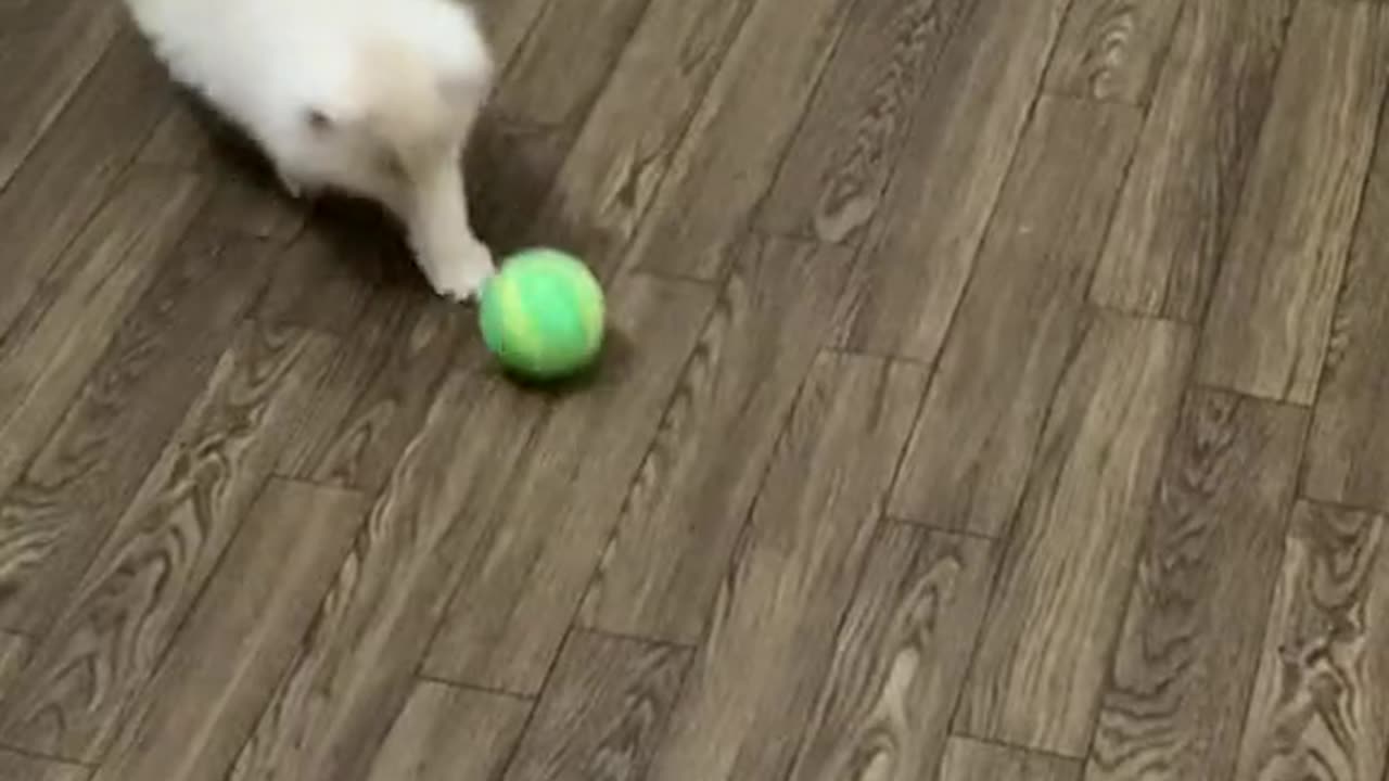 Funniest cats🐱In The World😂 Funny and Fails Pets Video #shorts #54 #cats #funny #animals