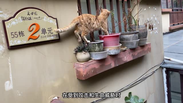 The wandering little orange cat became famous for stealing chicken chops