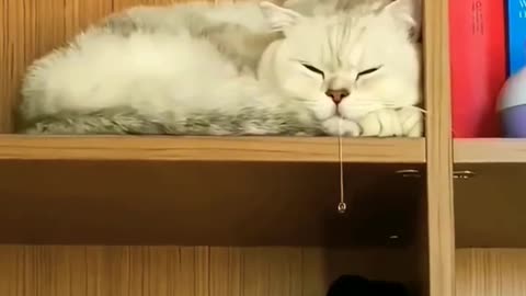 Cat videos 😸😂 Funny animal videos 😹