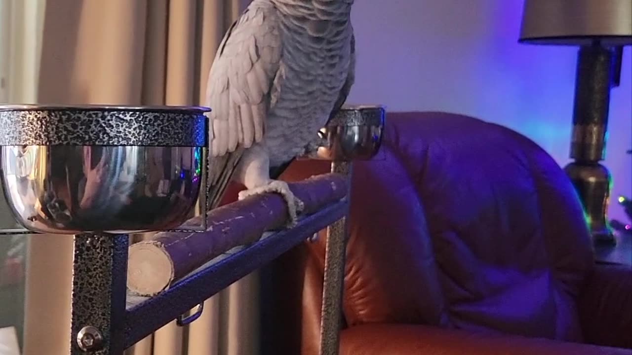 My Parrot's Opinion On The Stock Market: "Stinks".