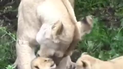 Lionesss mother Struggles to pick up her baby