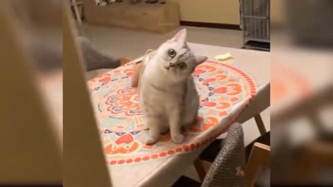 Cute and funny cat