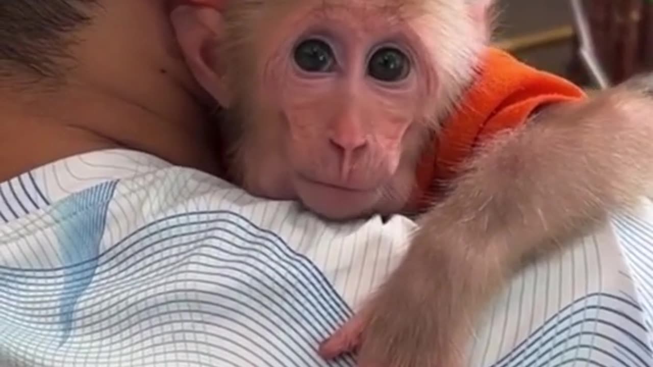 Monkey baby