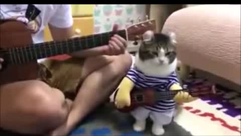 Cute Cats Wants To Play The Guitar 🤗💕