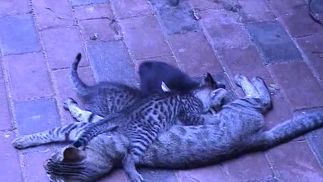 2003.11.04 Barberton Cool Cats