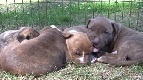 Pit Bull Momma Growls and Snaps at Her Puppies