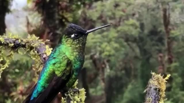 Hummingbird power