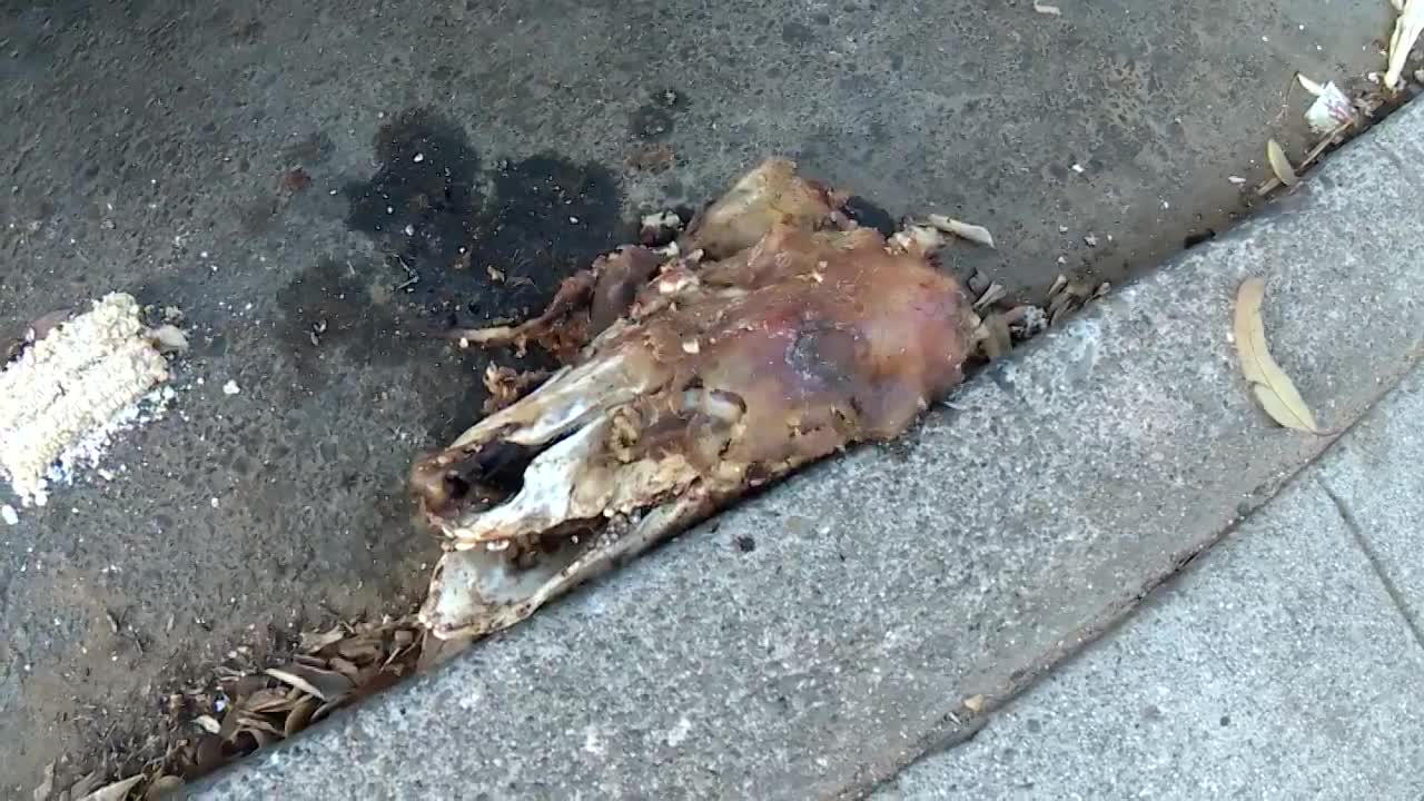 Broiled partially Eaten DOG head in San Francisco!!!!!!MUST SEE