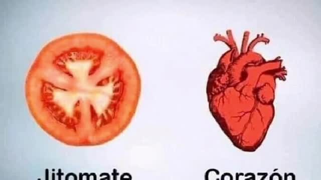 vegetales y cuerpo humano similaridades, universo inteligente consciente