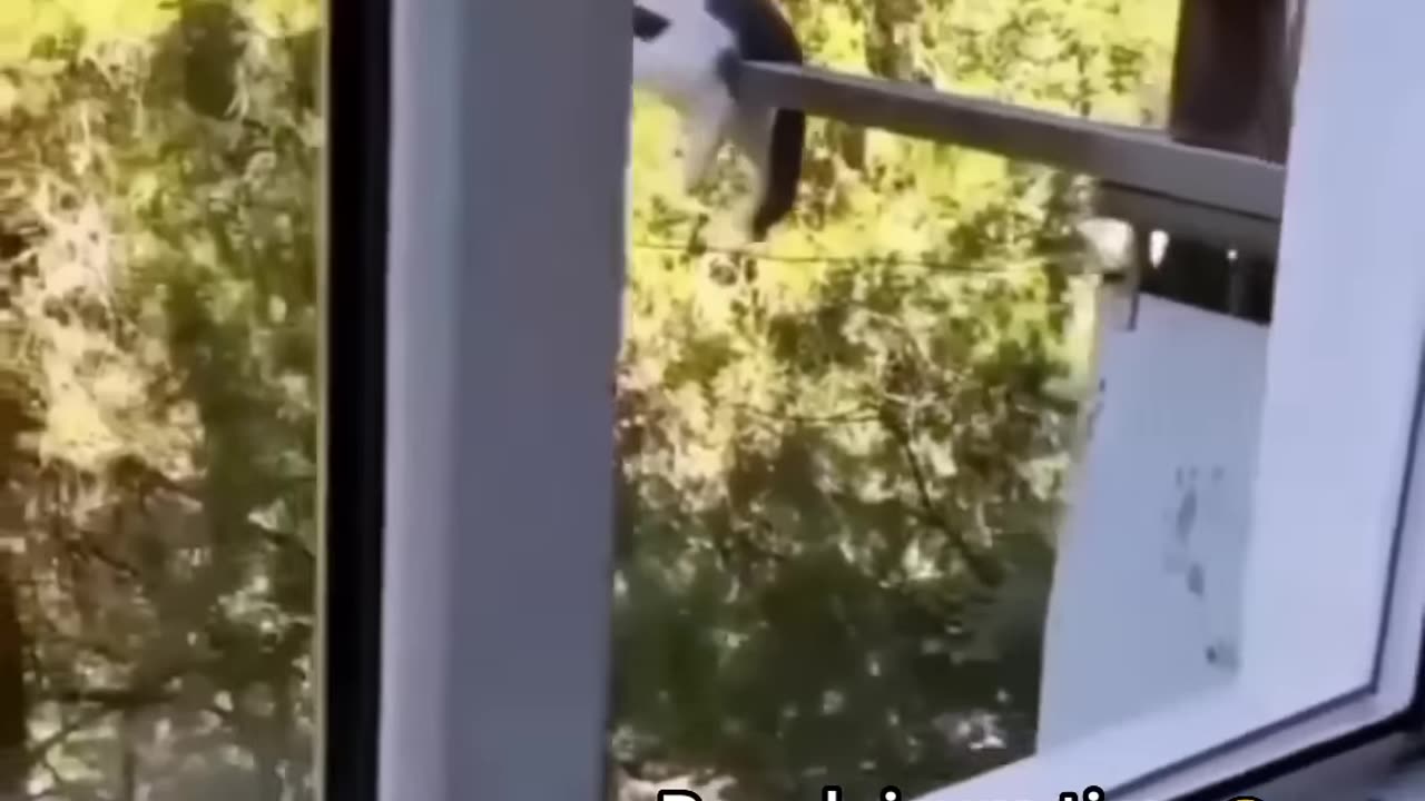 Funniest cats