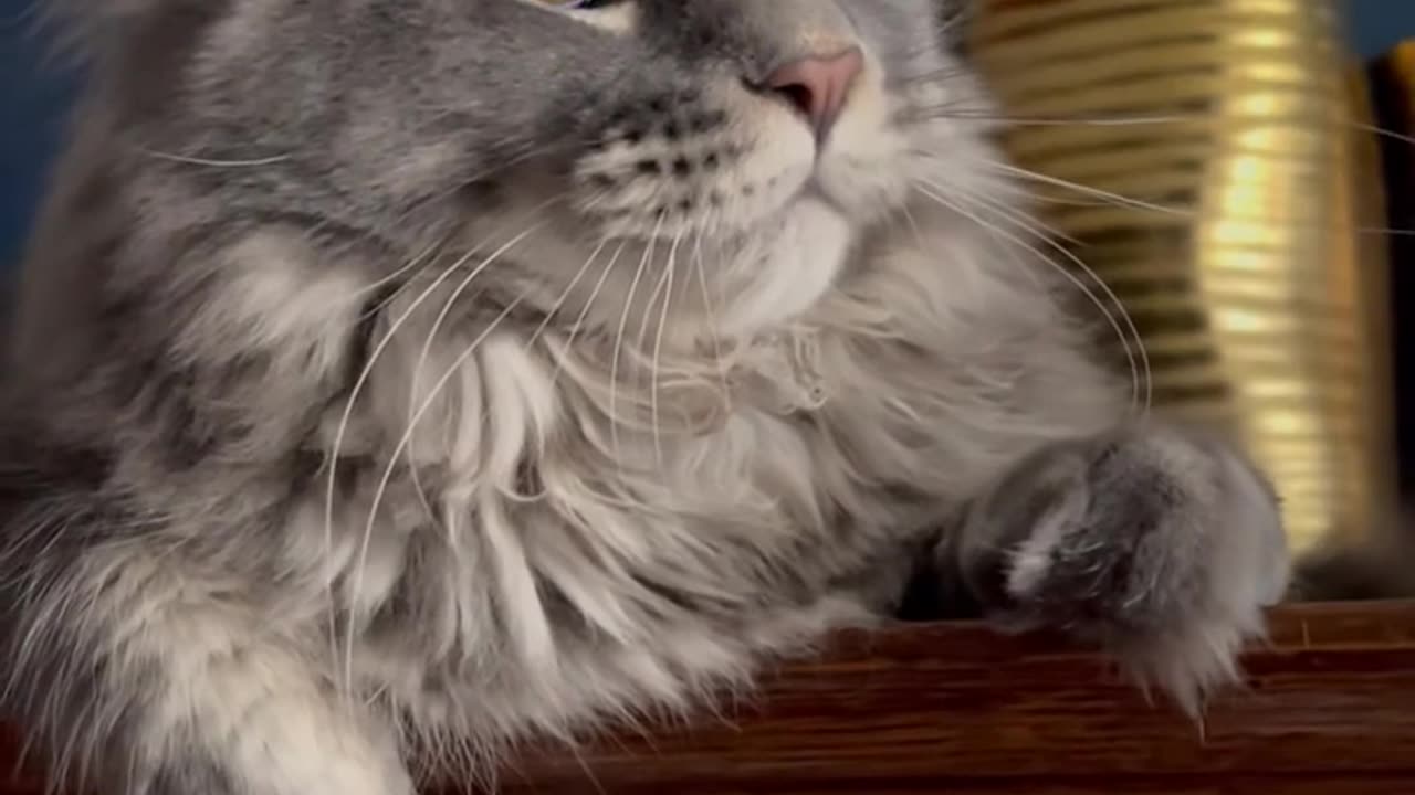 Funny videos so cute cat 🐈 and home # cat #