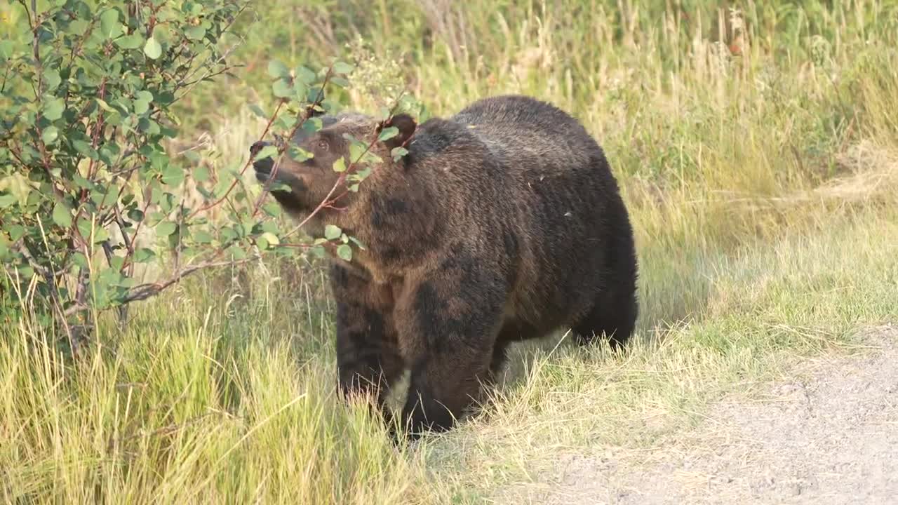 Grizzly Bear 399 looking happy and healthy in the fall of '22 after releasing her four cubs in May.