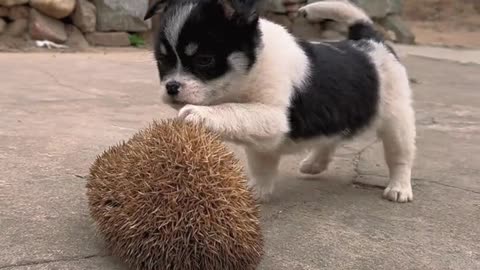 Funny Video