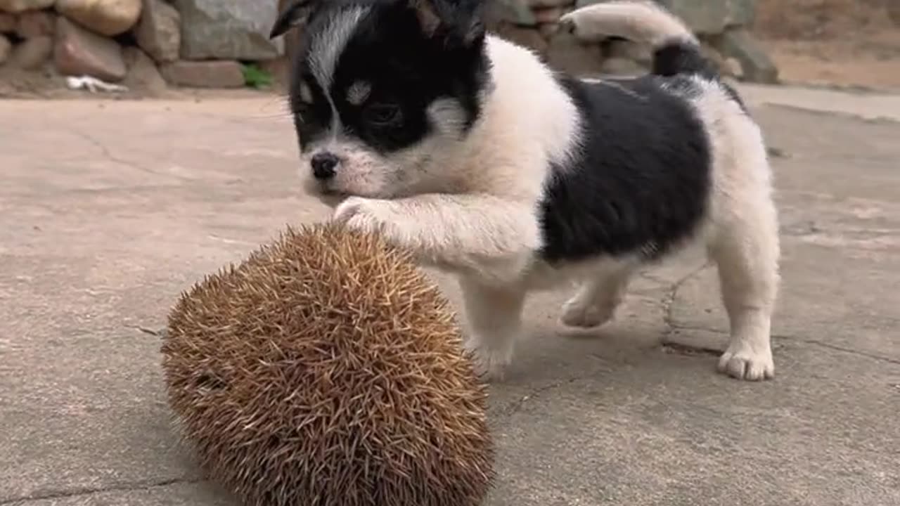 Funny Video